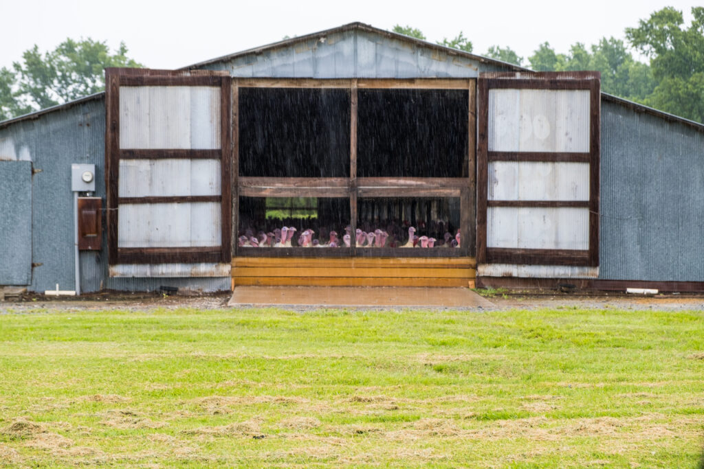 Turkeys gather near a window of a CAFO barn on a rainy day in Duplin County. Nearby residents worry about pollution.