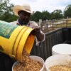 Handy Kennedy, a Black farmer, dumps feed into a buck in order to give to his cows.
